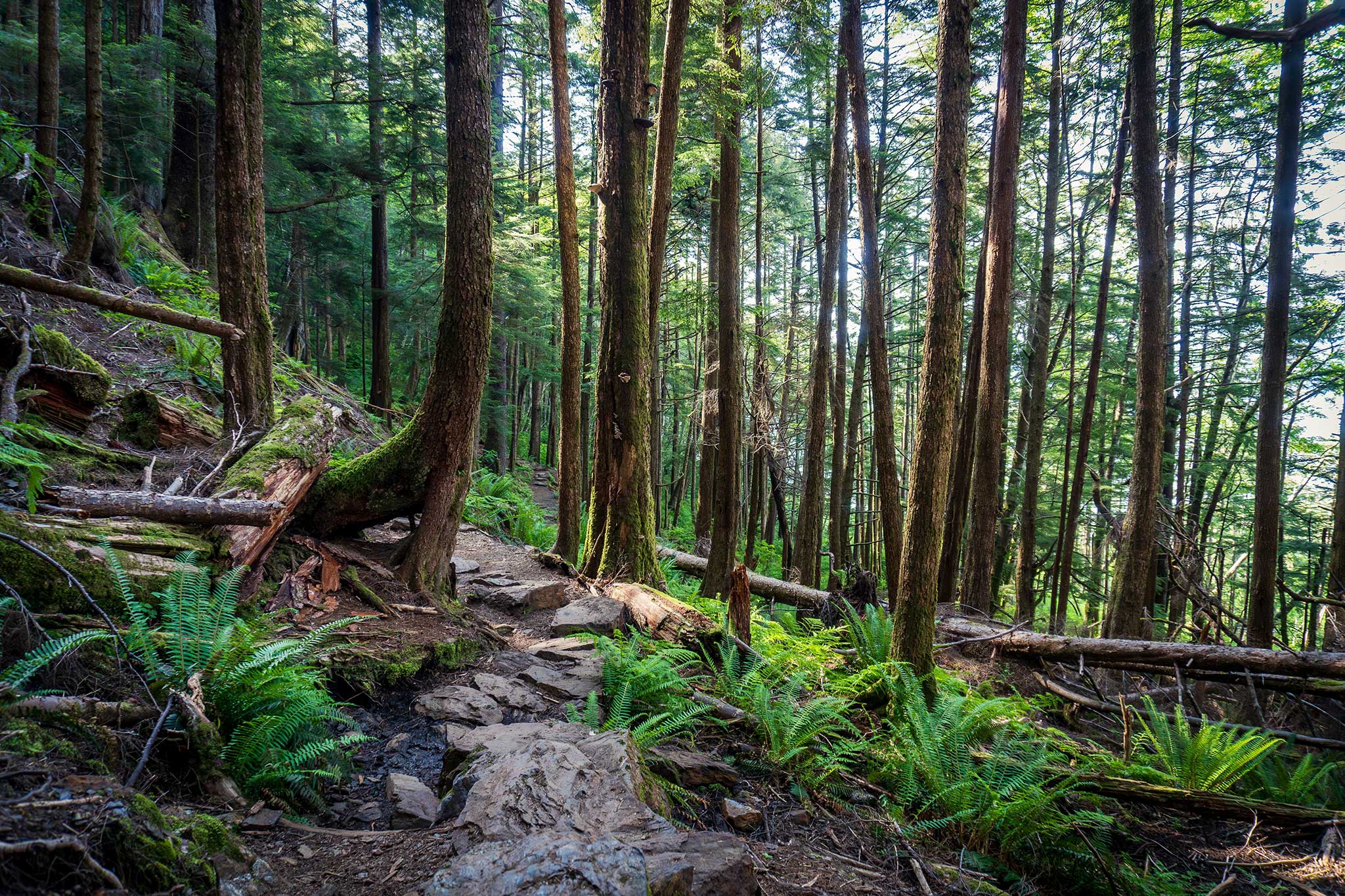 Sunlight filtering through a dense forest canopy onto a rugged hiking trail surrounded by green ferns and towering trees.