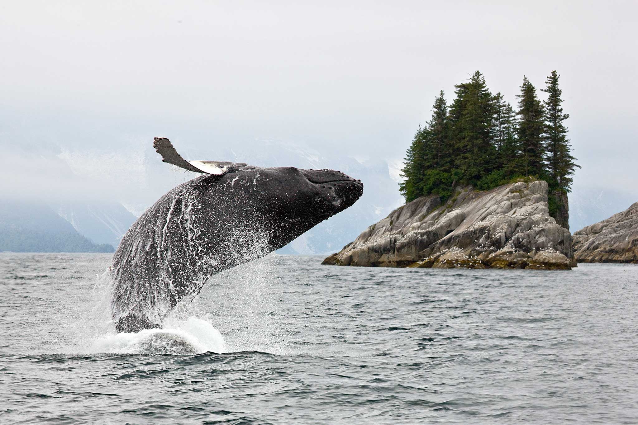 A humpback whale breaching the water in a vast, tranquil ocean.