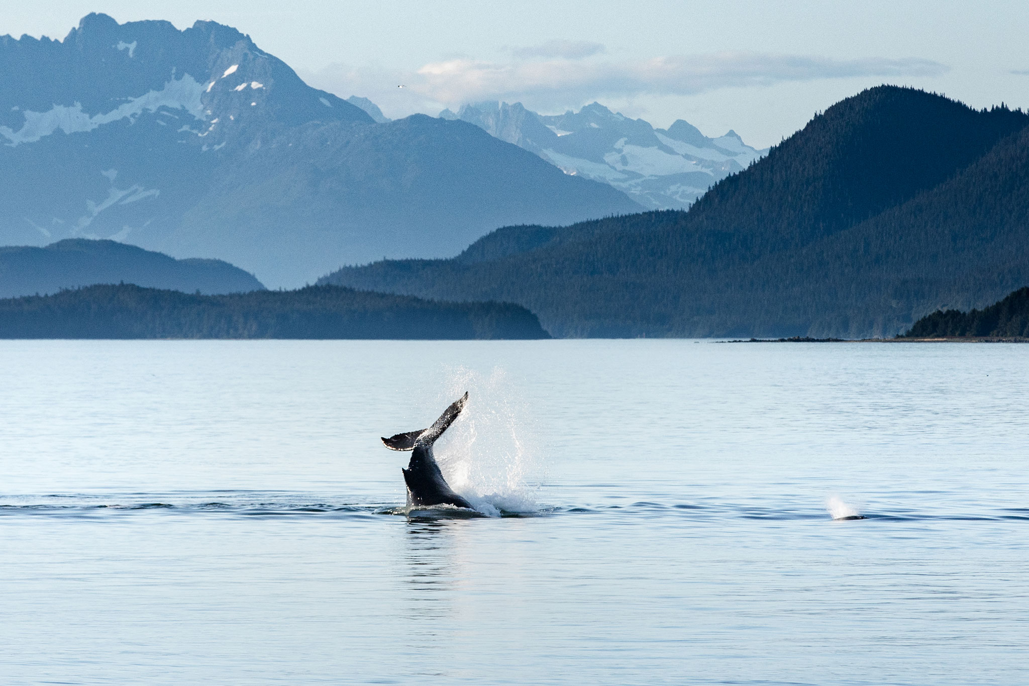 Whale tail emerging from calm waters against a backdrop of mountains and clear skies.