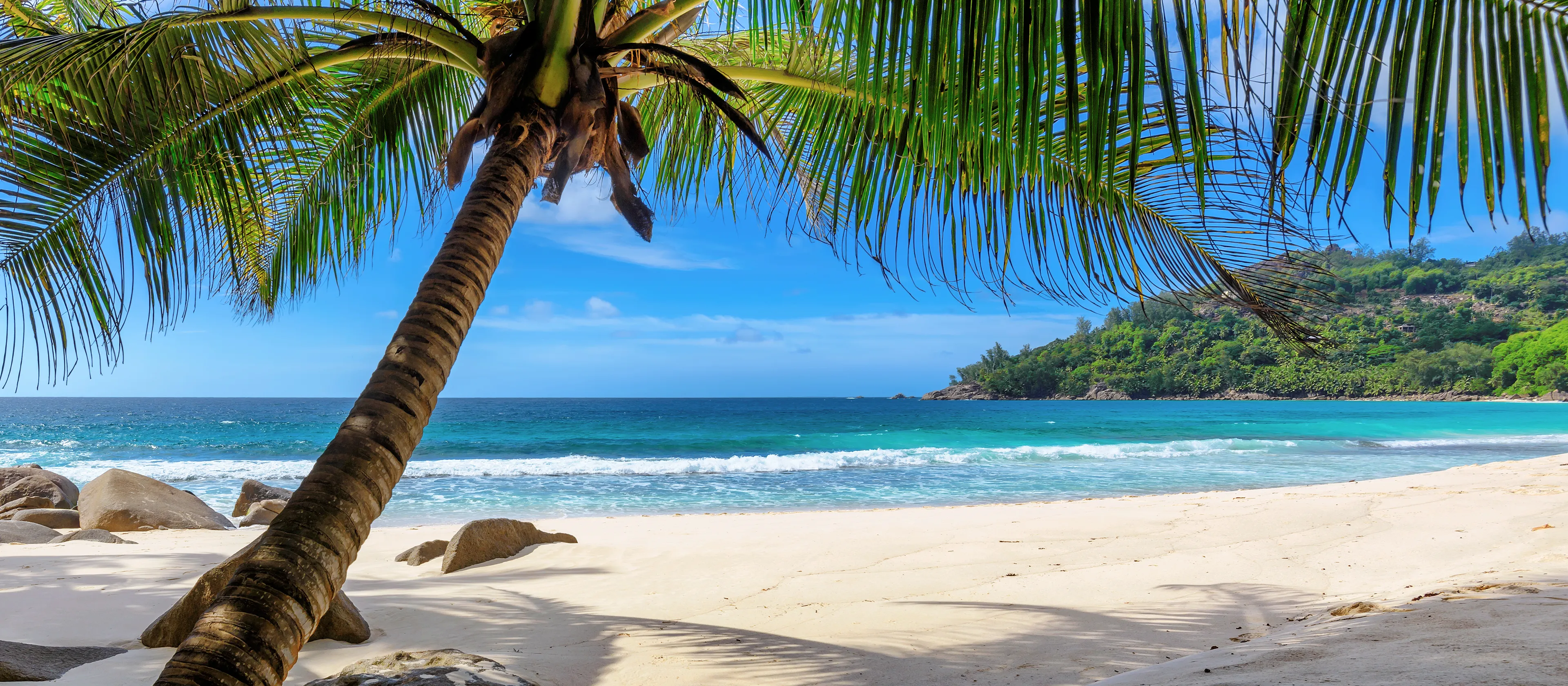 Palm tree on a sandy beach